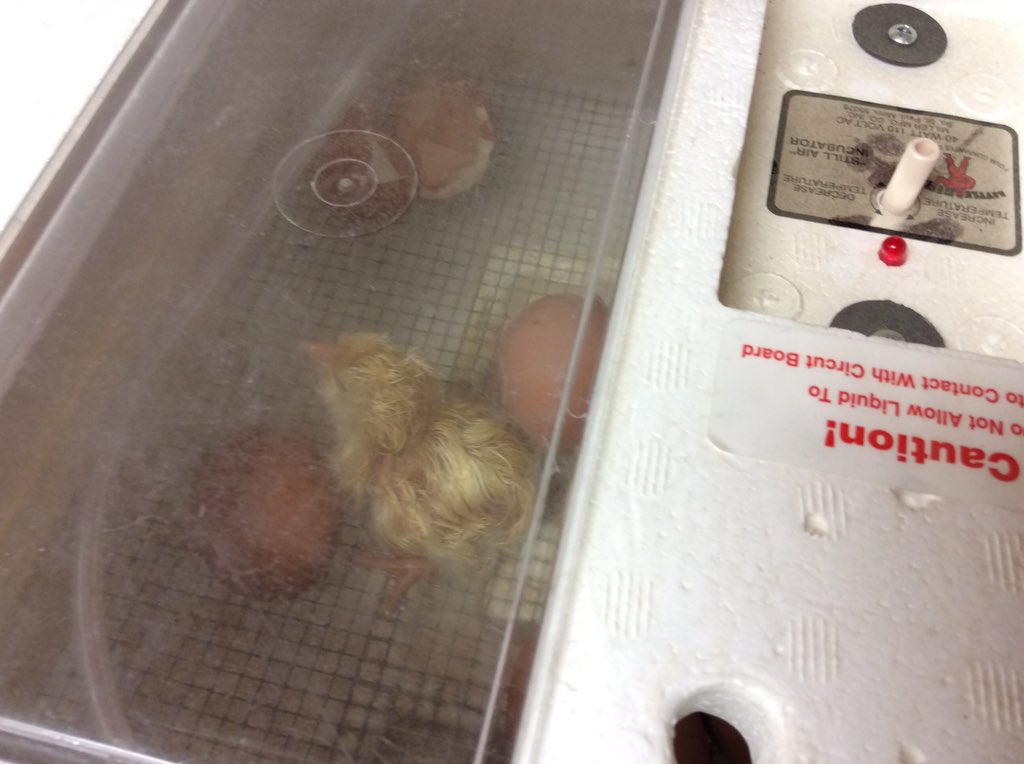kfalconer109's tweet photo. I would like to introduce you to the newest member of our class, Dr. Seuss, who hatched from his shell this morning! https://t.co/mzm3VEs7uV