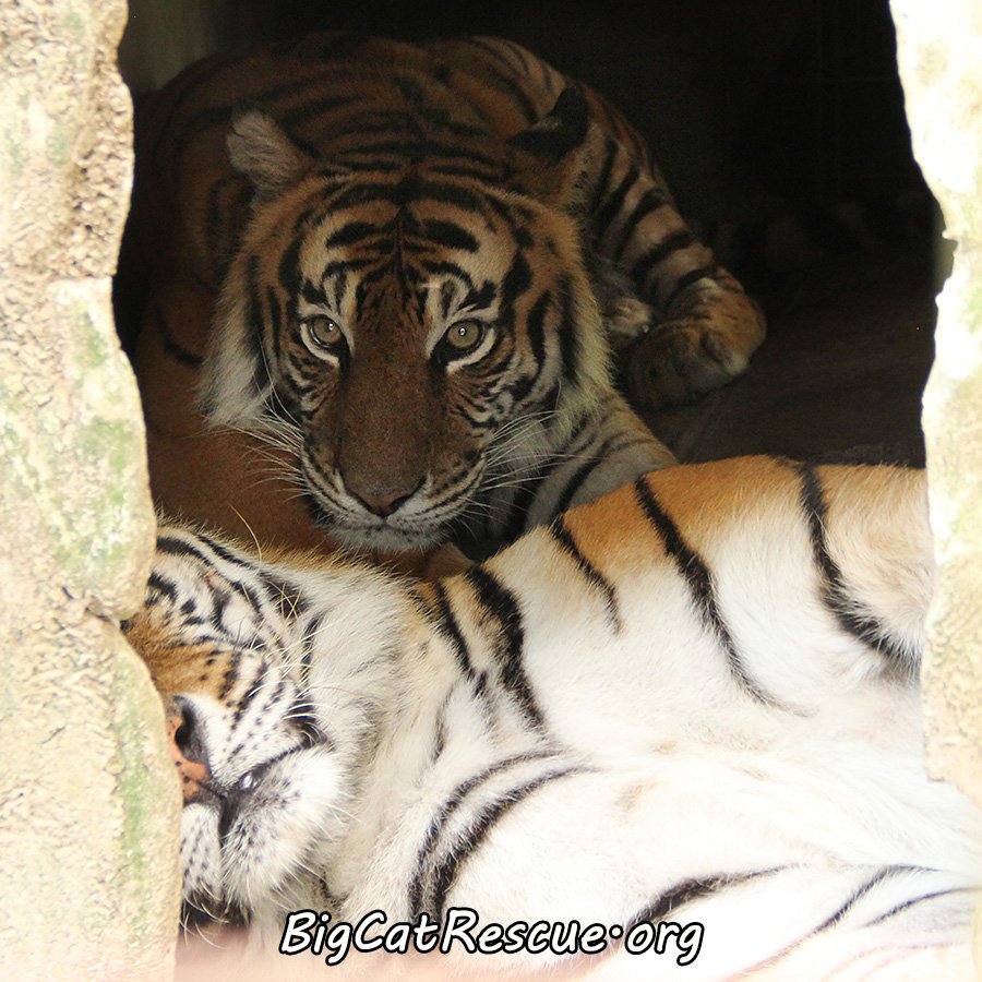BigCatRescue's tweet photo. Good night, Friends

Sleep well https://t.co/pqvkJo7NGu