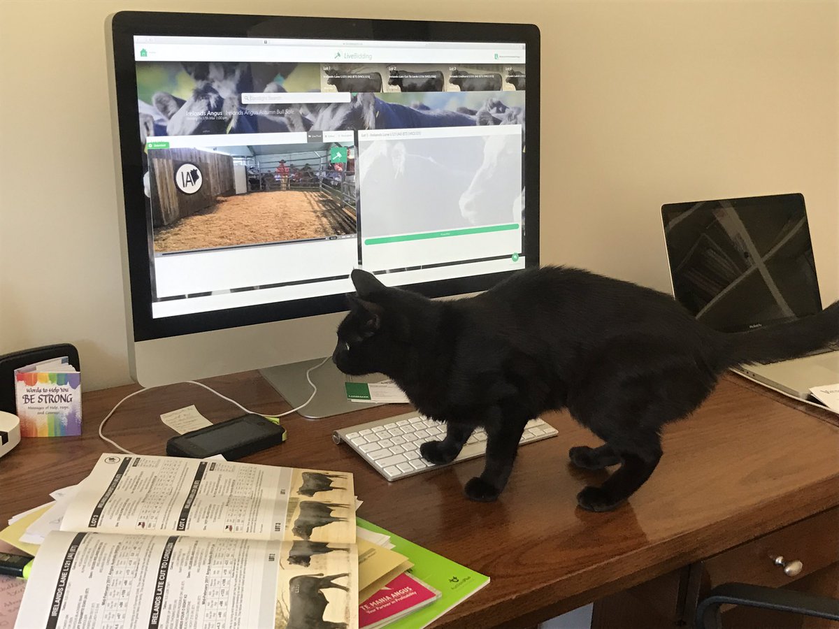 merlewoodangus's tweet photo. @livebidding mags the office cat #gettingsaleready #angusbull #anguspremium https://t.co/6GAwtH4bHG