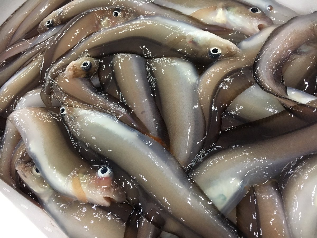 red2red2red2's tweet photo. 知ってます？

#ゲンゲ #魚 #京都中央卸売市場 https://t.co/JY5L5tDS9M