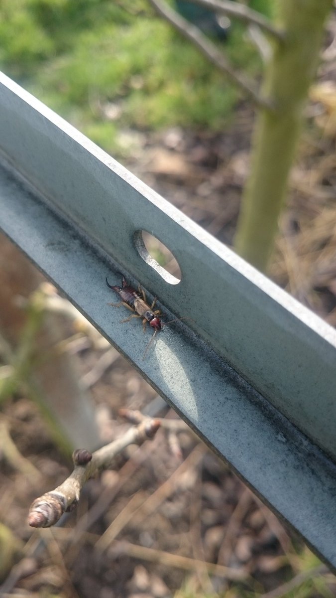Sinds vorige week regelmatig al natuurlijke plaagbestrijders op de bomen. Blij mee. Basis voor nieuwe seizoen!
