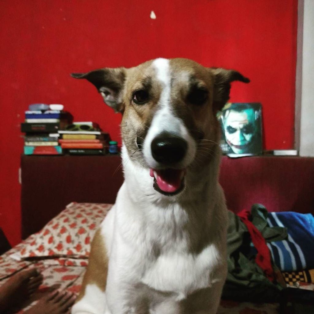 iyengaranusha's tweet photo. That's the "Let's cuddle for some time" look ❤❤❤
.
.
.
.
#Zoey #ZoeyOnInstagram #cuddlebud… https://t.co/FxIwmQWnp5 https://t.co/1AA7jEWKGo
