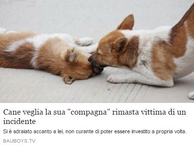E' rimasto a vegliarla per ore nella speranza che si risvegliasse... #VIDEO bauboys.tv/cane-veglia-la…