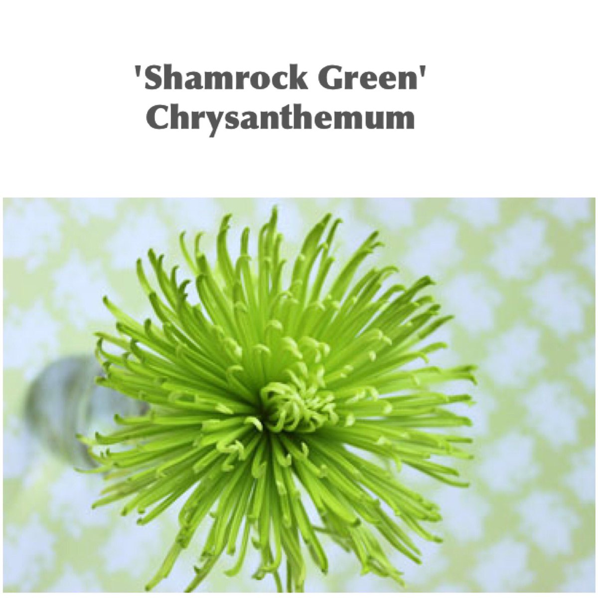 Happy #StPatricksDay from everyone at #verveflowers !
#green #shamrock #florist #flowers