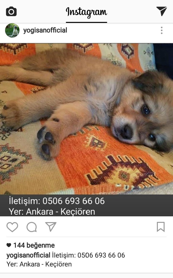 Leylaltn's tweet photo. SOKAKTA AĞLARKEN BULUNAN GÜZEL KIZIMIZA YAVRU BAKIMININ ZORLUĞUNU BİLEN VİCDANLI ÖMÜRLÜK AİLE🙏#Ankara #Keçiören 05066936606 @__adoptme__ https://t.co/v5pG8JeOoD