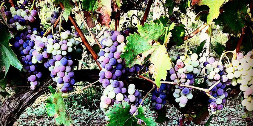 Do you like volcanic wines? Then you can't miss out on Tenuta <a href="/MonteGorna/">Tenuta Monte Gorna</a> - land of Sicily:

bit.ly/2bBOwzp