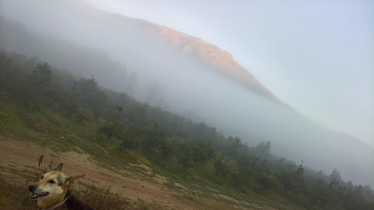JJKeegan's tweet photo. #followyourdog in Villiersdorp this time, fresh morning #winter is on its way... https://t.co/ifqb2qhQe4