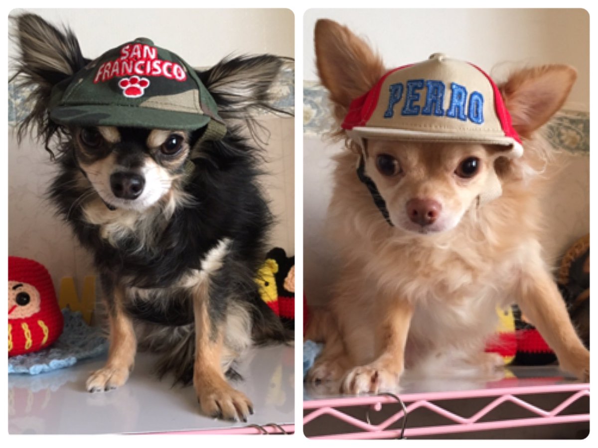 母がいと 犬バカシリーズ ワンコのニューエラ どやさ チワワ ロングコートチワワ おシャンティ ニューエラ キャップ Coucou 300均