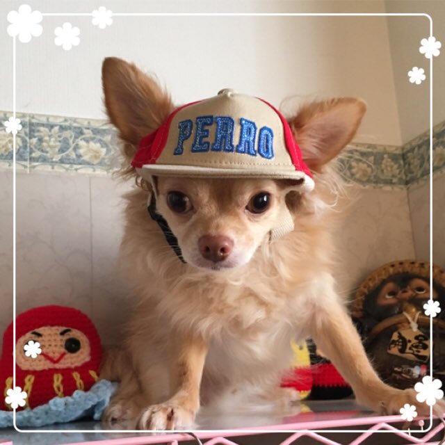 母がいと 犬バカシリーズ ワンコのニューエラ どやさ チワワ ロングコートチワワ おシャンティ ニューエラ キャップ Coucou 300均