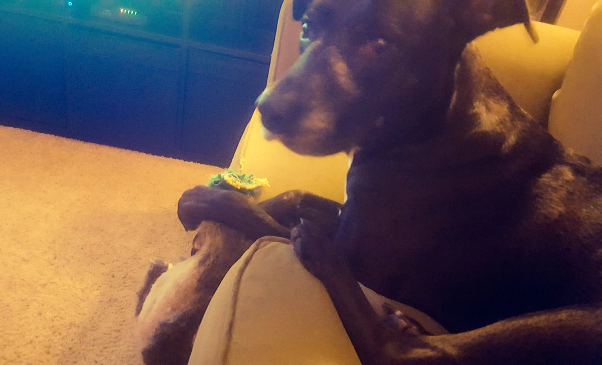 LotusB14's tweet photo. I told her she can't chew her duck and make a mess on the couch. The bitch just hung it off the side. #shessosmart #prettytoo #totalpackage https://t.co/ZfSFiKJo2e