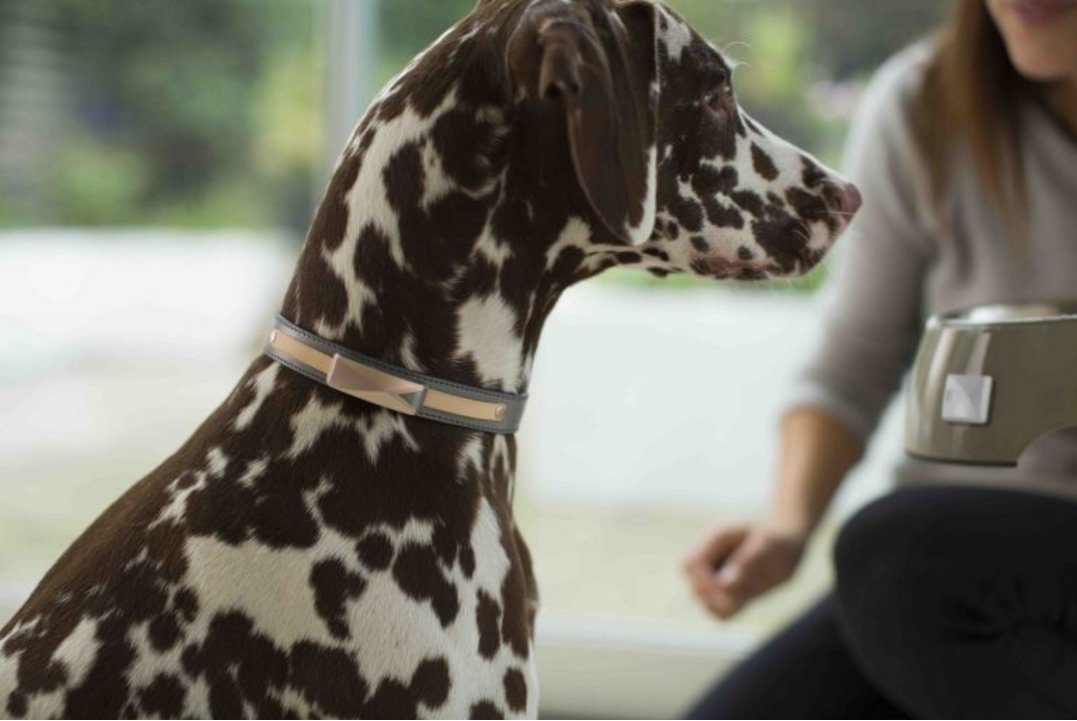 cadcentric's tweet image. Because SolidWorks cares for your pet friends too goo.gl/A9FRBO
#cadcentric 😍🐶🐱