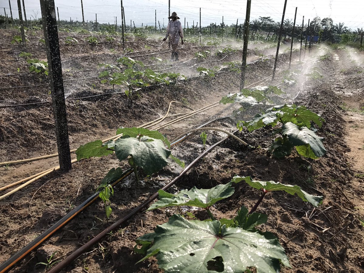 andyroyalz's tweet photo. Syukur peluang dan ruang
#IntergratedFarming
#TN50 #MOA #UAM #DPUAM #AgroPemuda #MAHA #KBS #OurFoodOurFuture https://t.co/x79Oyic1mf
