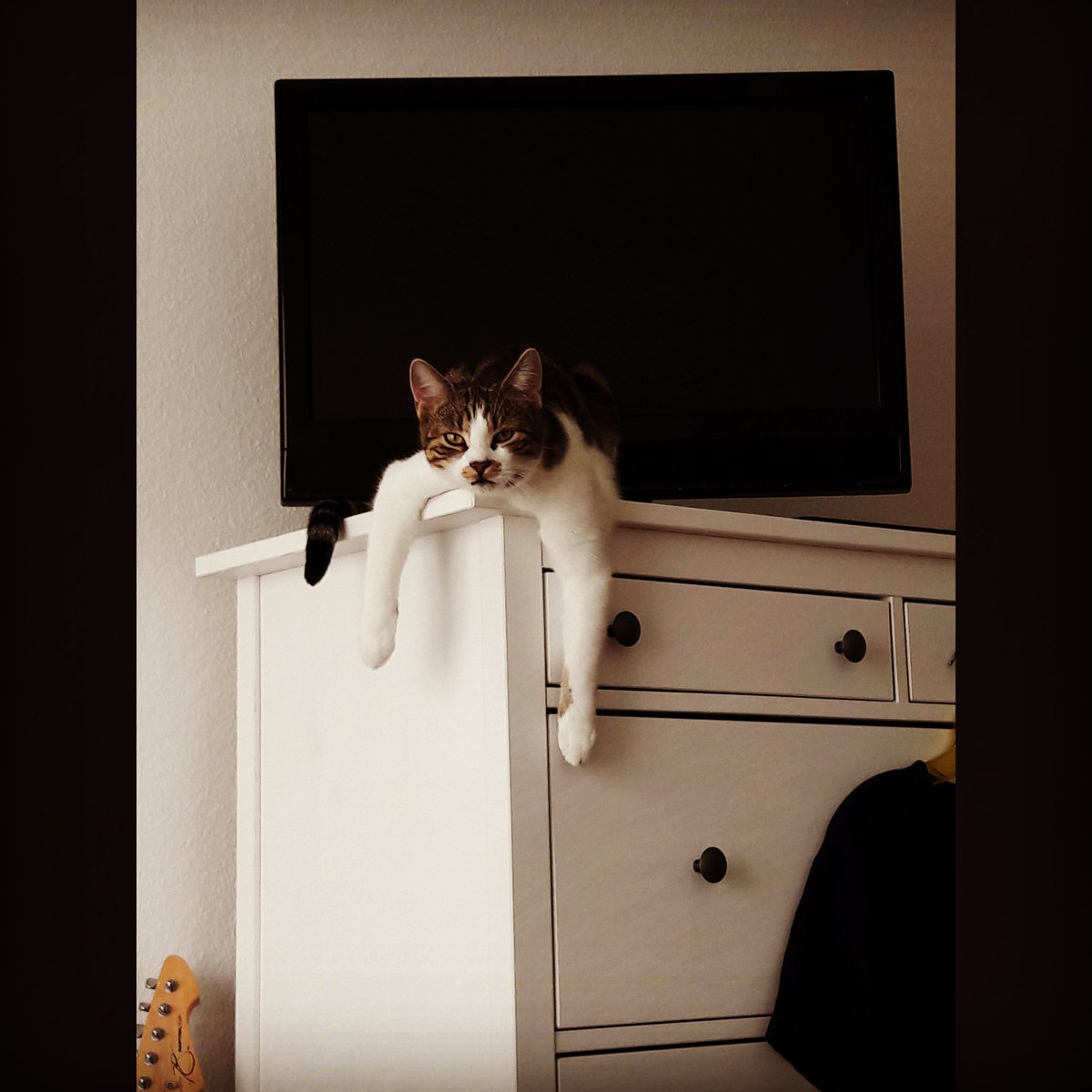 Sue_2380's tweet photo. Good morning 🤗
He is hanging around 😂 
#catphoto #cattastic #animal #animallover #catchillin #ilike #catboy #catrule #prettyandcute #meow https://t.co/ezmhtmxlSG