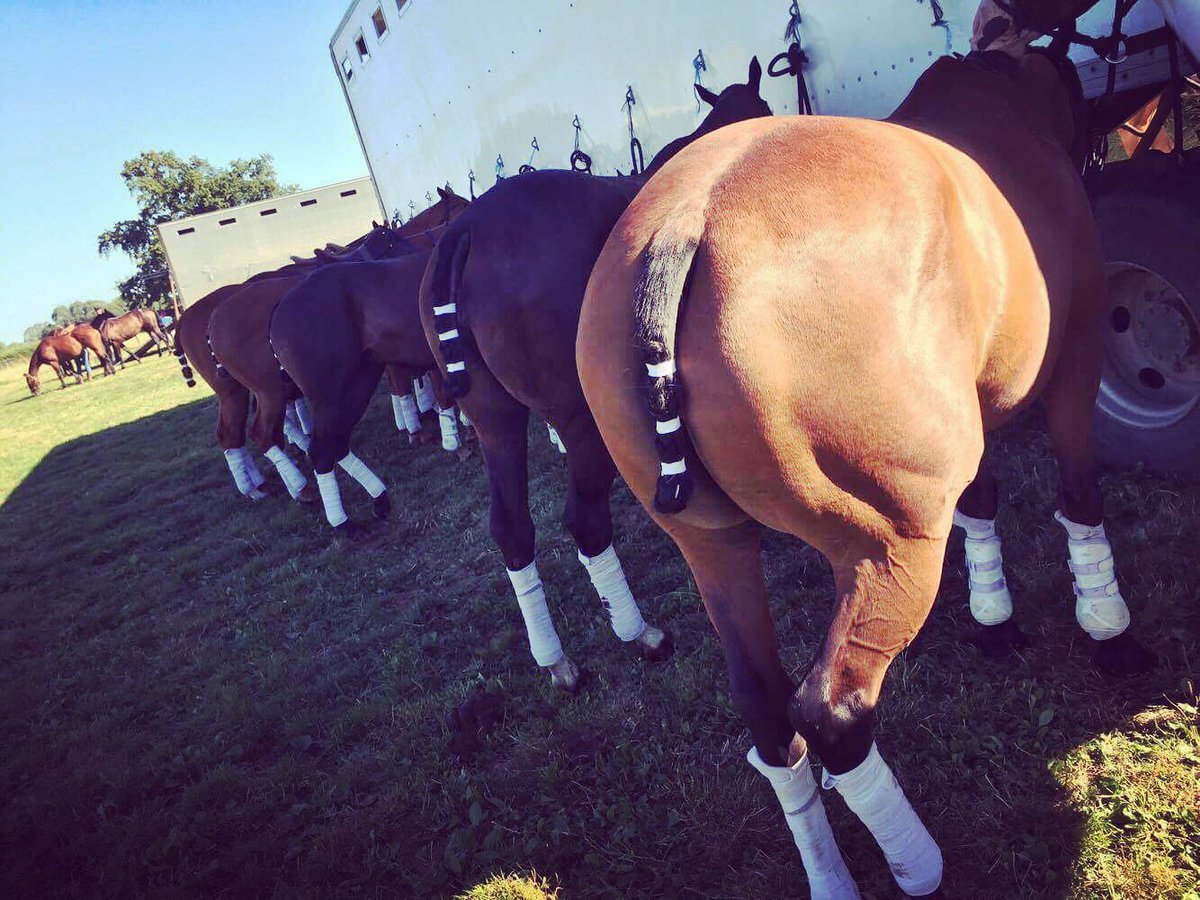 AinsleyPolo's tweet photo. Ainsley butts all in a line!! #ainsleypolo #poloponies #poloholidays #pololessons #newzealand #allinaline #bums #poloready #white https://t.co/KSSS6nqlc9