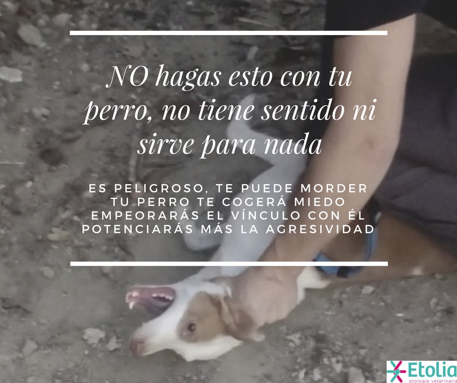 Etologiamalaga's tweet photo. Miniconsejo de #etologia del #viernes #etolia #etologiaveterinaria #sumisionforzada #alpharoll #dominancedown #dominancia #dominance https://t.co/NTlSwm0XMe