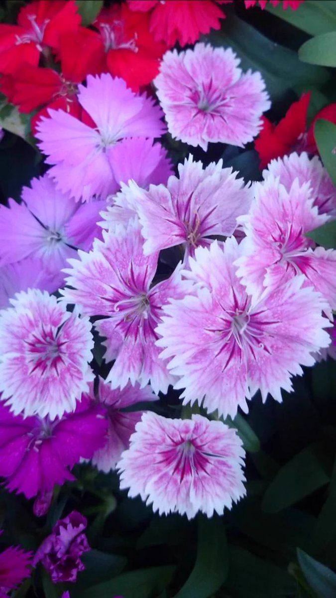 Sadao Kuzume 学名 Dianthus Superbus Var Longicalycinus 英名 Pink Dianthus 科 属 ナデシコ科 属 別名 ヤマトナデシコ 和名 カワラナデシコ 撫子 ナデシコ 花言葉 大胆 純愛 貞節