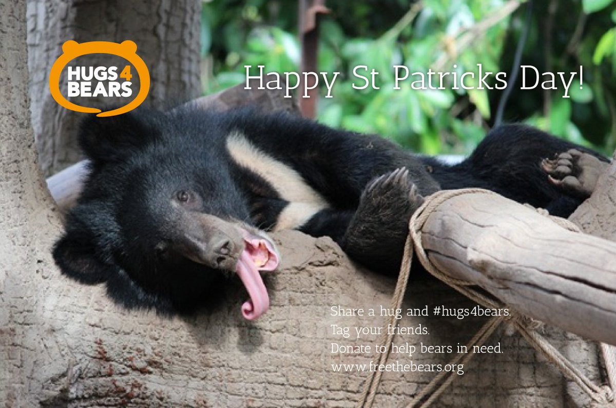 hugs4bears's tweet photo. #hugs4bears #StPatricksDay  #lovebears #loveallanimals https://t.co/VtfqhoI73q