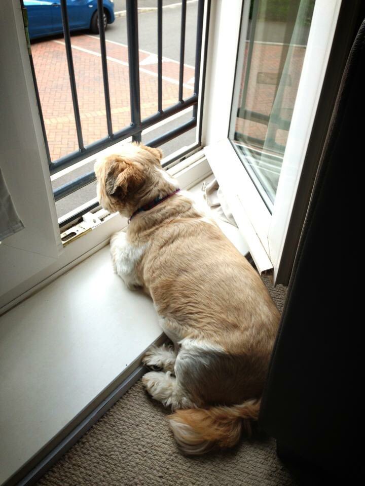 MikaPuddin's tweet image. What a lovely morning! #dogsoftwitter #goodmorning #shihtzukisses #cutepuppies