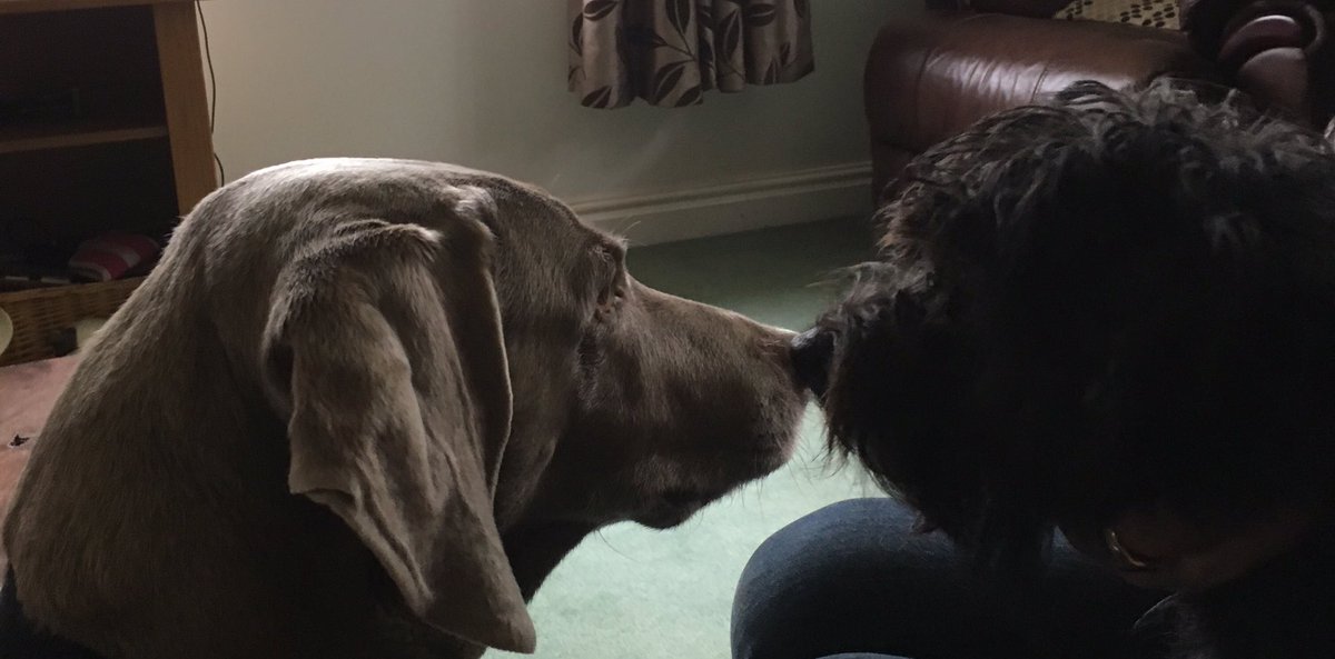 Roxypurdy's tweet photo. Meeting new friends 🐾🐾💕💕 https://t.co/vE2sSQiKCr