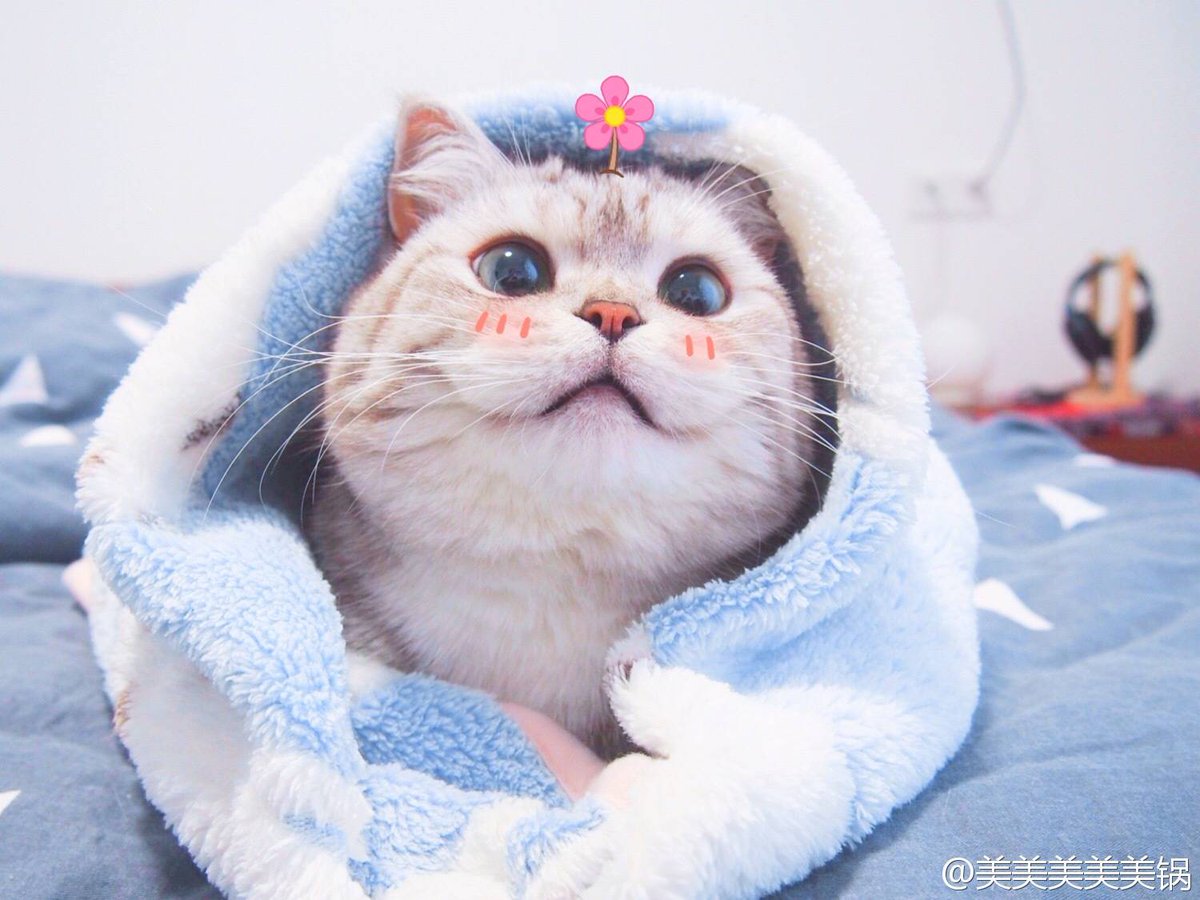 zeyohoshi's tweet photo. มานุด มานุดเอาหยอกไม้มาใส่หัวเยาตะไม แง น้องงงงงง น่ารักแบบยอมพลีชีพ สิ่งมีชีวิตที่ตะมุตะมิ https://t.co/QDCtsoK2I2