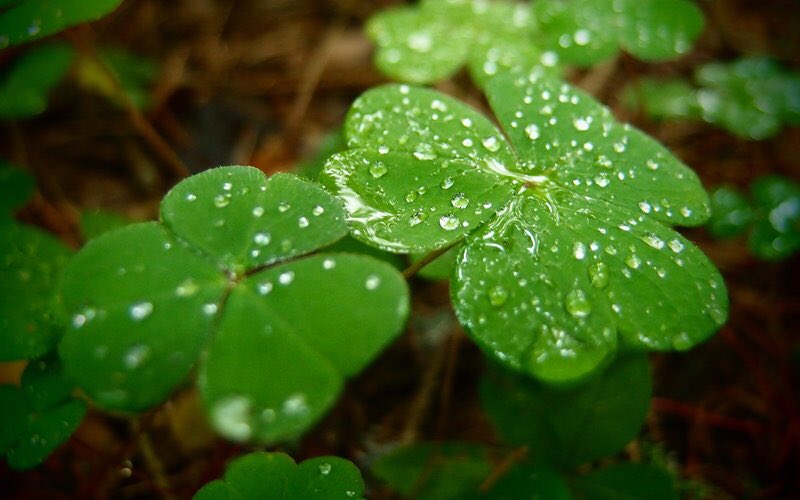 festivalmark's tweet photo. Happy #birthday to Daughter Tilly, 16 today have a great #StPatricksDay https://t.co/t1En0vzvDn