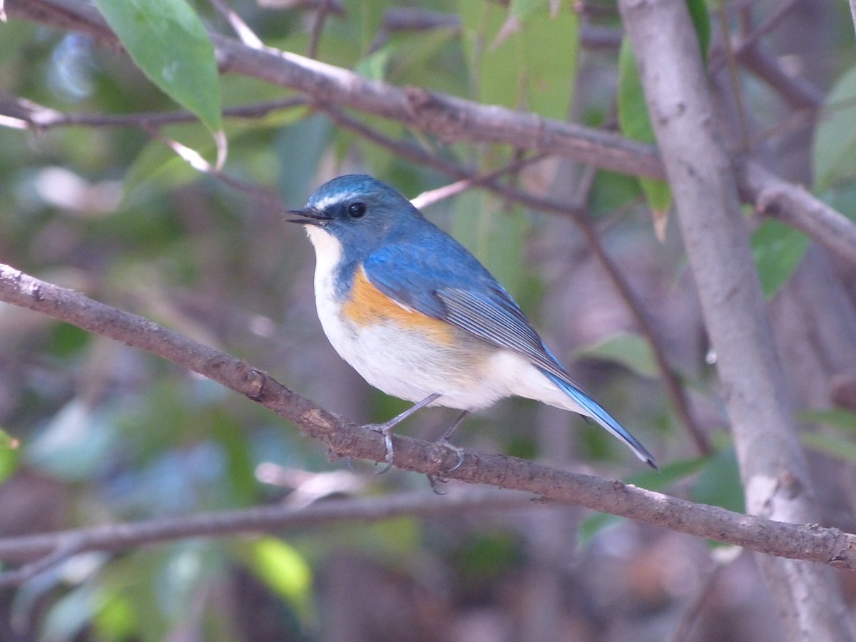 Tatsuya Twitter પર 3月17日 金 石神井公園散策 今日も天気が良かったので 石神井公園 へ行ってきました 生まれて初めて ルリビタキ に出会いました 綺麗な瑠璃色の雄です 以前から写真に撮りたかった野鳥です 漢字で書くと 瑠璃鶲 難しい