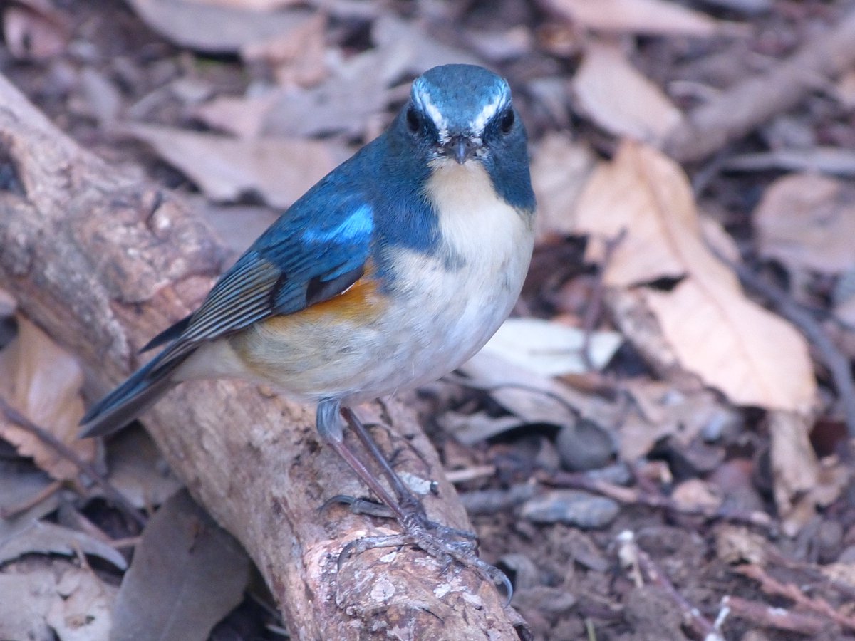 Tatsuya Twitter પર 3月17日 金 石神井公園散策 今日も天気が良かったので 石神井公園 へ行ってきました 生まれて初めて ルリビタキ に出会いました 綺麗な瑠璃色の雄です 以前から写真に撮りたかった野鳥です 漢字で書くと 瑠璃鶲 難しい