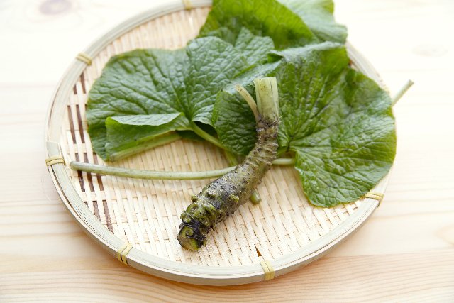 英語で日本文化 わさび Wasabi Japanese Horseradish 日本原産だから Wasabi で通そうよ 鼻につ んとくる It Ll Burn Your Nose 気をつけてね 日本文化 英語 京都