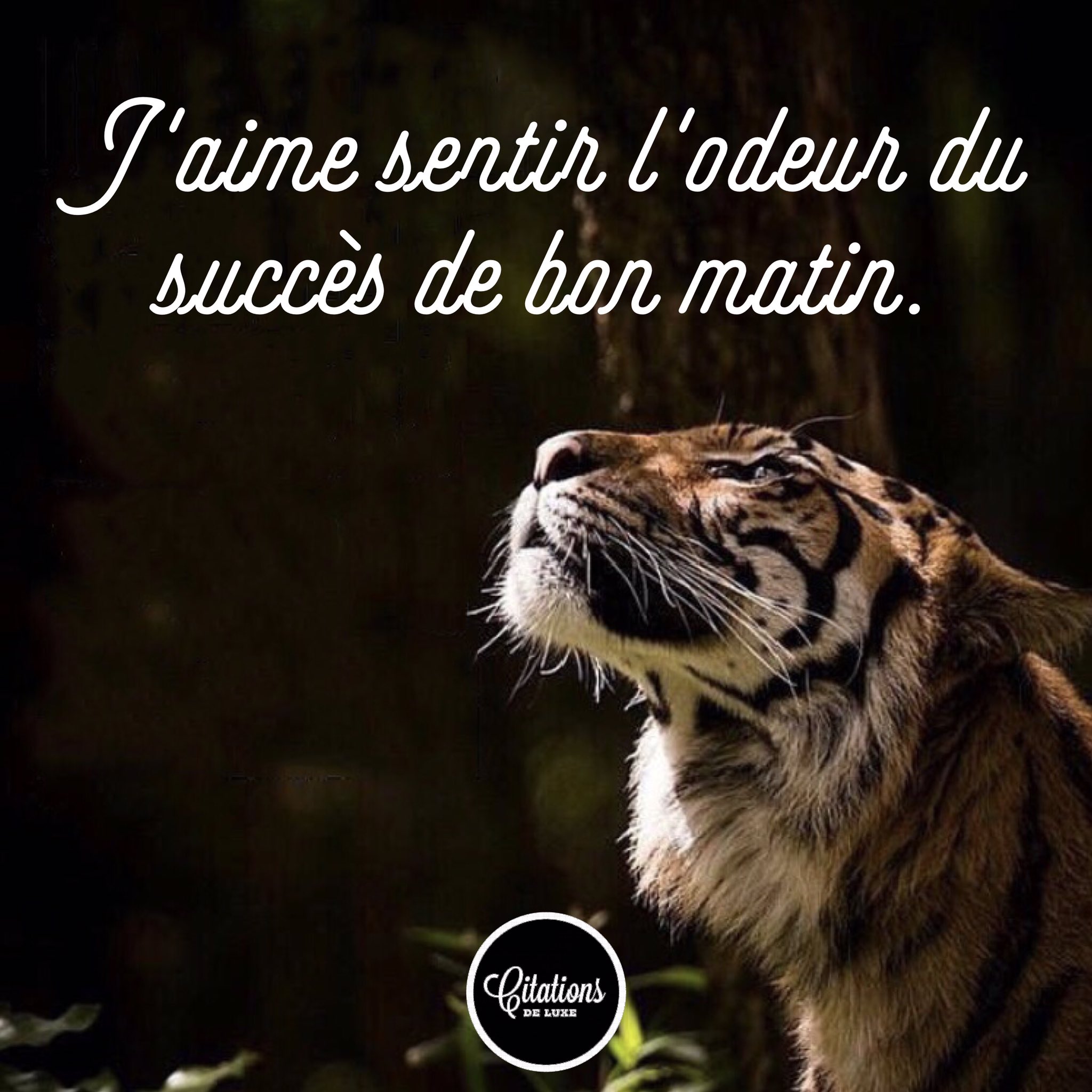 Citations De Luxe J Aime Sentir L Odeur Du Succes De Bon Matin Citation Luxe Jungle Tiger Motivation Success Business