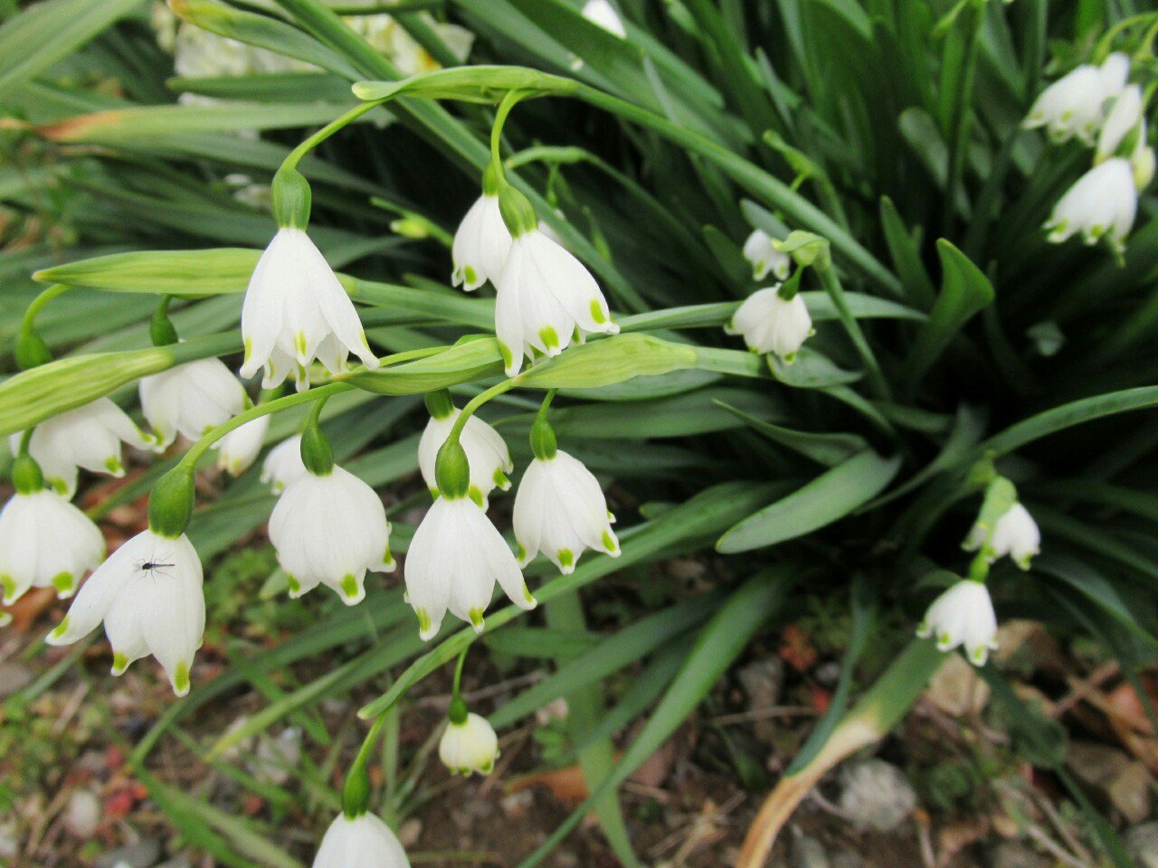 雑草図鑑 準備中 66 スノーフレーク ヒガンバナ科 欧州原産 別名スズランスイセン スイセンのような葉にスズランのような下向きの花が咲く 花びらに緑色のマークがあるのはスノードロップに似る 非常に丈夫で 放っておいても年々株が増える 雑草図鑑 準備中 66 スノーフレーク ヒガンバナ科 欧州原産 別名スズランスイセン スイセンのような葉にスズランのような下向きの花が咲く 花びらに緑色のマークがあるのはスノードロップに似る 非常に丈夫で 放っておいても年々株が増える