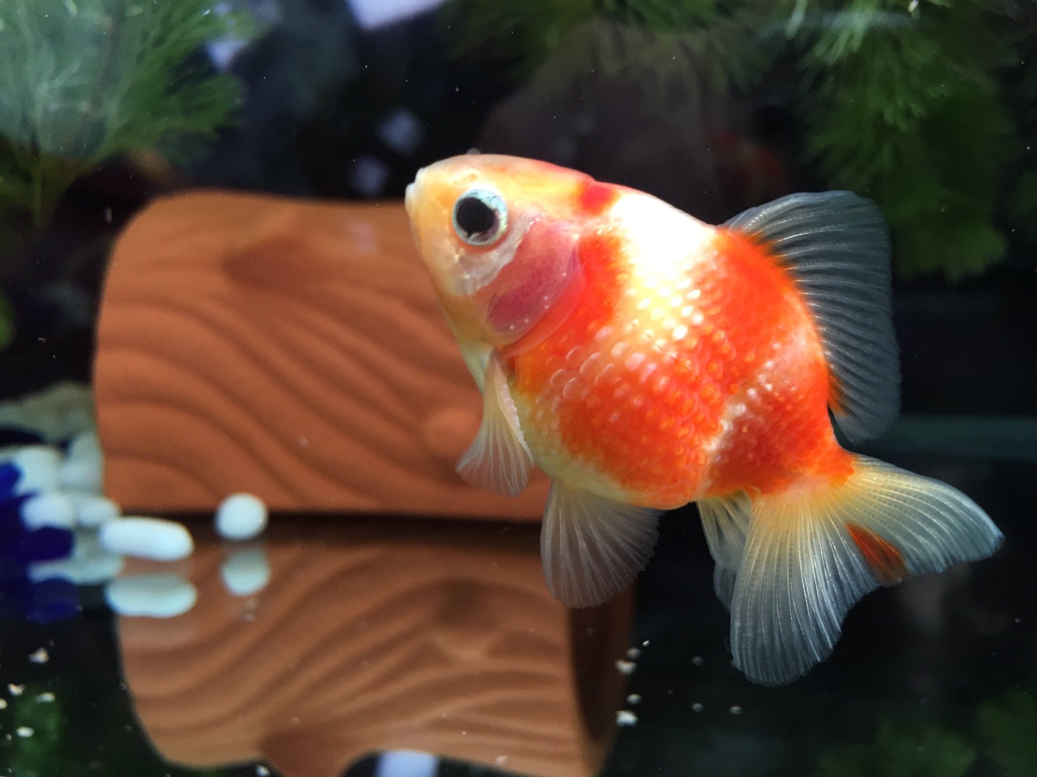 カモンバ うちのピンポンパールさんの厳選高画質画像 ピンポンパール アクアライフ アクアリウム 金魚 フォロー待ってます T Co Yzclqpmrl7 Twitter