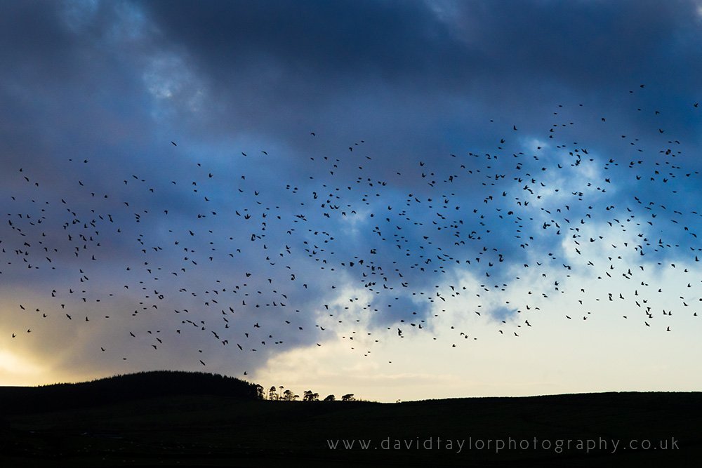 Sunset Hadrian's Wall landscape photo-bombed by starlings… <a href="/NlandNP/">N'land National Park</a>