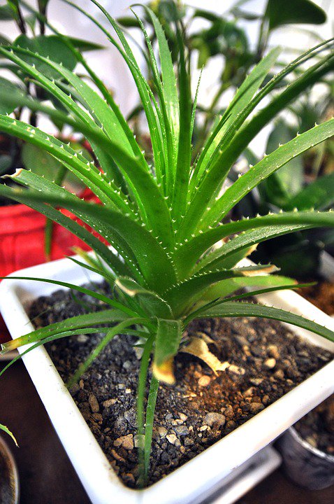 Aloe Vera gel is full of amino acids,vitamins & allows these nutrients to reach the skin cells to nourish &relieve of toxins!  #AloeVeraSoap