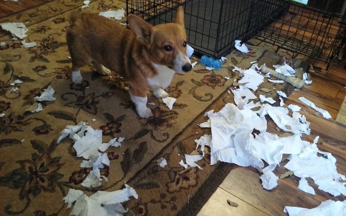 themikesalvi's tweet photo. Don't thank me. But know you slept safely last night bc I stopped this roll of paper towels from killing you #corgi #phillydogs #phillycorgi https://t.co/tnU9ifCfMJ