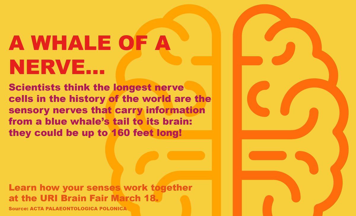 universityofri's tweet image. We’re ready for tomorrow’s #URIBrainFair - are you? Join us from 10am to 2pm for this free event: bit.ly/2ndDyEi #BrainWeekRI