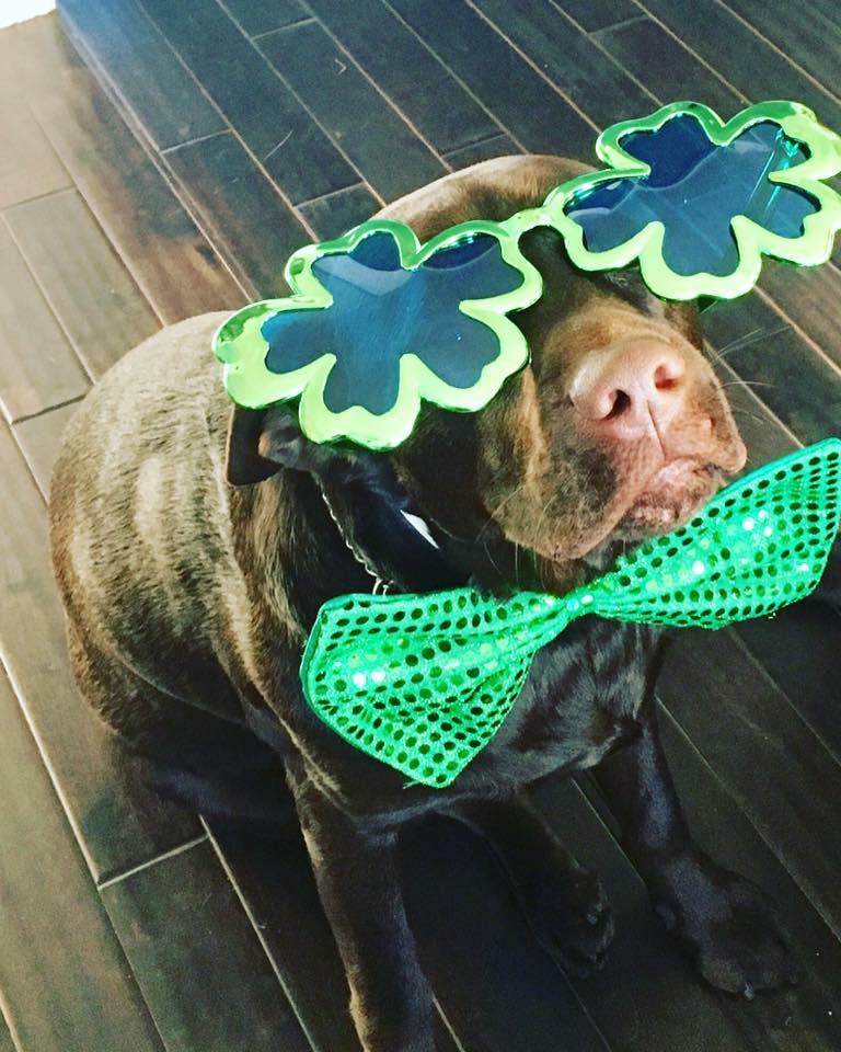 MoversEquipment's tweet photo. Happy #StPatricksDay https://t.co/WUpt4ASxfd