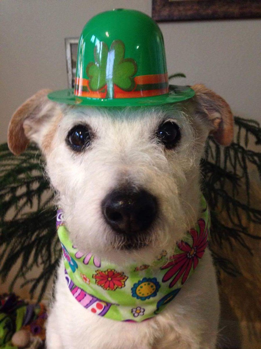 Happy St. Patrick's Day!