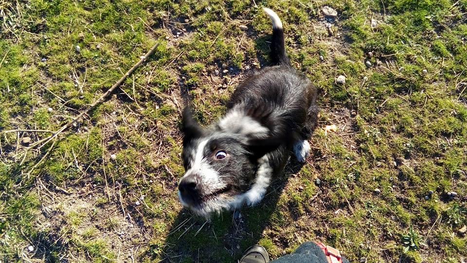 SpaBdx's tweet photo. #adoption Avec Booster, vous êtes sûrs de ne pas vous ennuyer! #chien #AdoptDontShop #bordeaux #gironde #AmourDeChien #doglovers #laSPA https://t.co/Bd0Hzxytsm