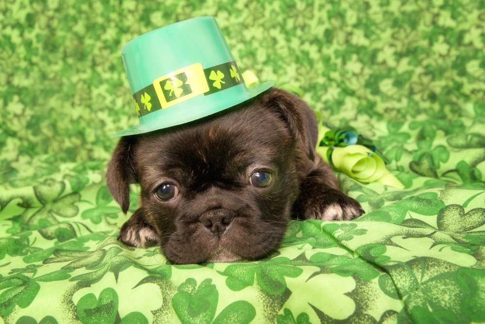 Happy #StPatricksDay from Tampa Bay Pools!
