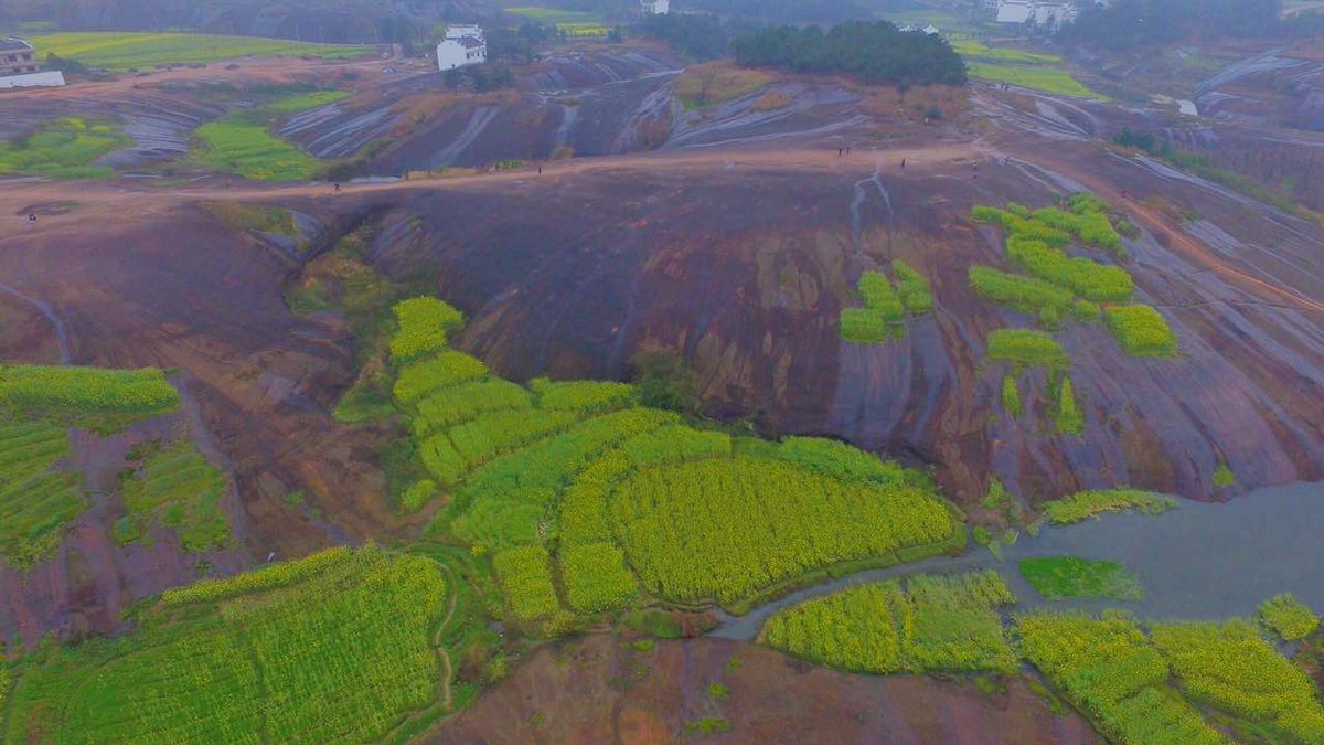 HunanToday's tweet photo. Sometimes u just want to go for a walk? Come to Anren!!!Enjoy the cole flowers fields!!See the butterflies flutter, watch the flowers dance. https://t.co/GmTbkq9OxZ