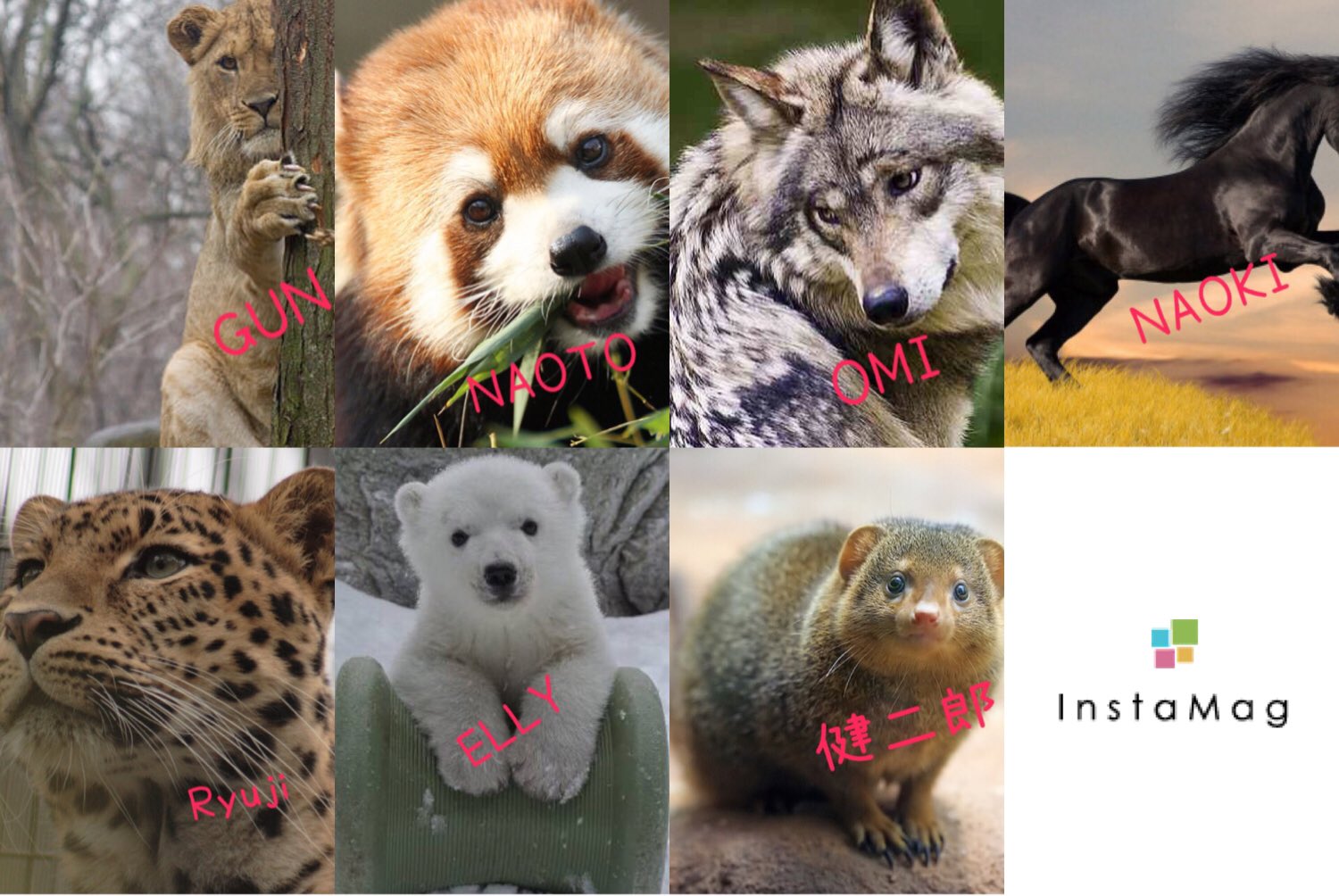 Maaru 三代目を動物に例えると 岩ちゃん なのに にしちゃったw そんでもってマングースの絵文字なんぞない 三代目jsoulbrothers 動物に例えると 登坂広臣 今市隆二 Naoto Naoki Elly 岩田剛典 山下健二郎 T Co wuxknjca Maaru 三代目を動物に例えると 岩ちゃん なのに にしちゃったw そんでもってマングースの絵文字なんぞない 三代目jsoulbrothers 動物に例えると 登坂広臣 今市隆二 Naoto Naoki Elly 岩田剛典 山下健二郎 T Co wuxknjca