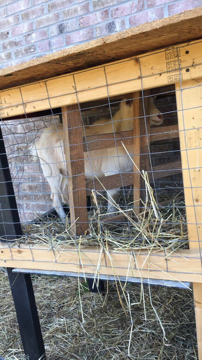hazelnut_coal's tweet photo. Happy 1st birthday rusty! Hope it isn't BAAAHHHHHHHDDD 🐐🐐 https://t.co/nM1Loee4Ye