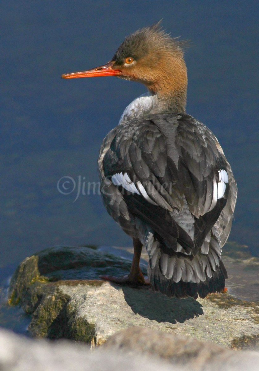 Red-breasted Mergansers at Lakeshore State Park in Milwaukee Wisconsin on March 16, 2017 windowtowildlife.com/red-breasted-m…