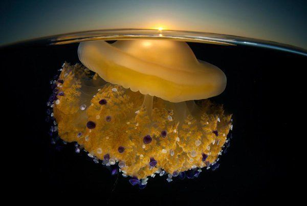 OceanAnimals_ tweet picture