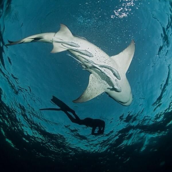 OceanAnimals_ tweet picture