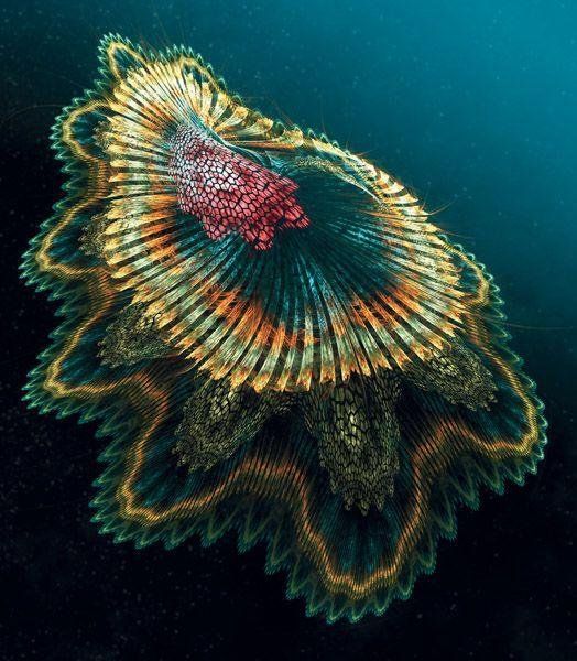 OceanAnimals_ tweet picture