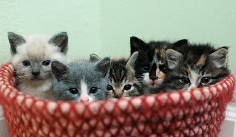 Sebastianthenek's tweet photo. @HisOnlyWolf He giggled and picked up a basket as five kittens peak out. "Surprise" https://t.co/o66K8QzcG0