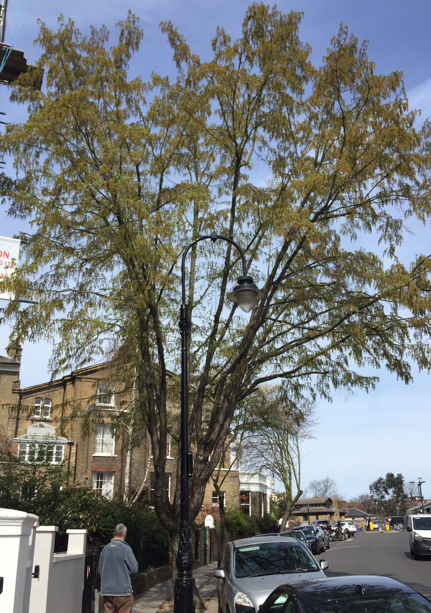 TiCLme's tweet photo. Stand next to a street tree in #Camden ..

and TiCL App will tell you what it is

#ShazamForTrees @TheStreetTree

https://t.co/TJyC2NxvEV https://t.co/6hED5huRyw