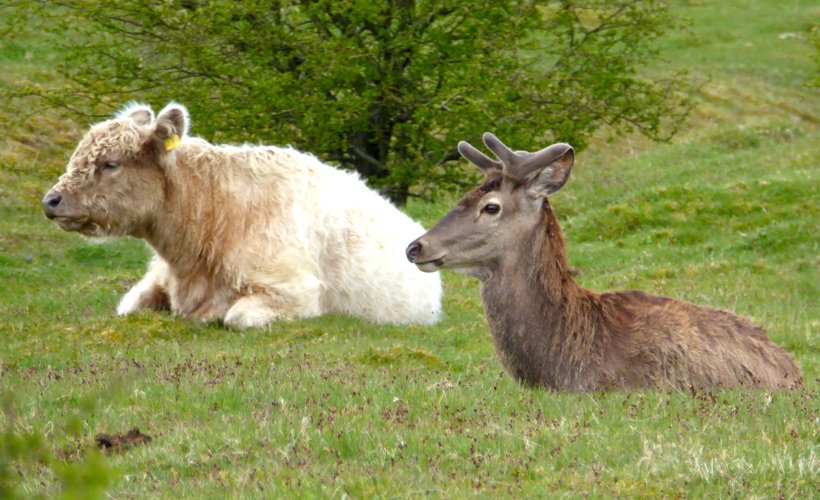 Vellykket integration? Dansk kronhjort Sven danner par med tysk ko og er hypet i #Tyskland #grænseland #Sydslesvig graenseforeningen.dk/sven