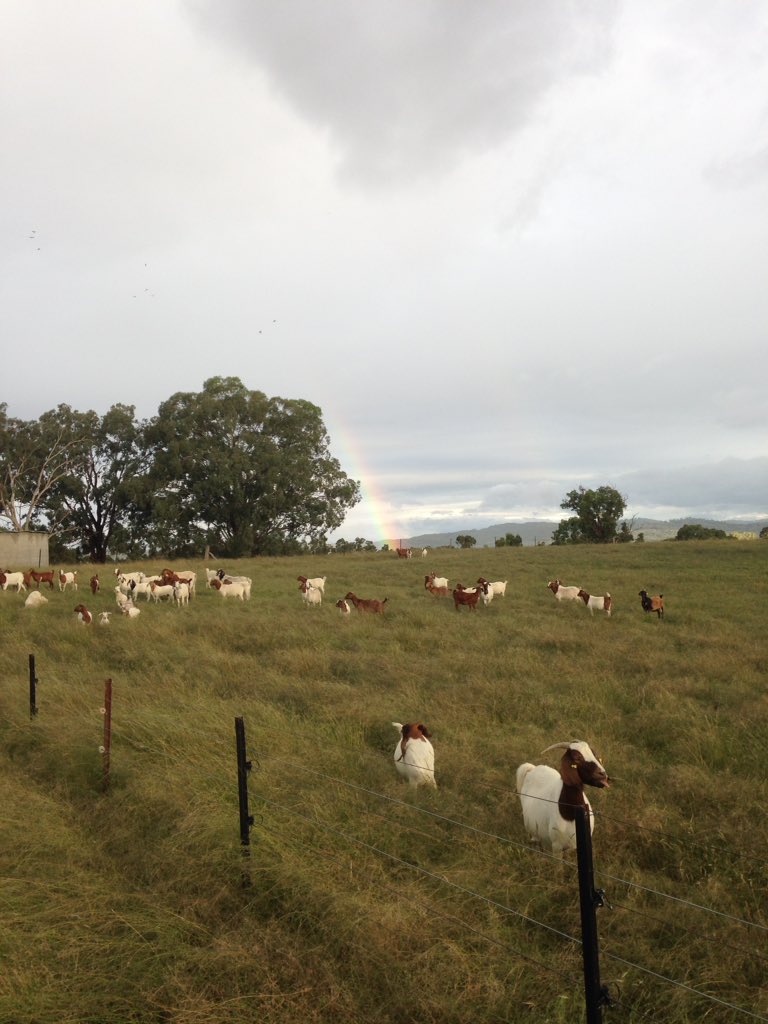 HanifHayyi's tweet photo. Dalam gambar kecik je nampak. Live punya bapak besar. 🌈
#ozfarmer #sentrybox #agrorebel #rainbow https://t.co/Wj4EDE8OMx